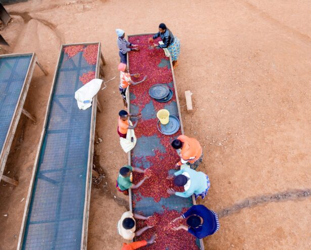 sorting uga sorting uga